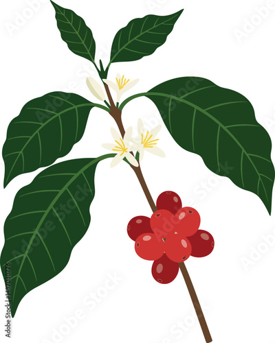 Coffee plant branch with red berries and white flowers vector illustration natural design 