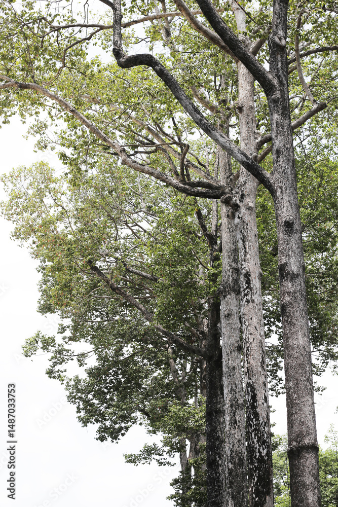 Obraz premium Looking up from down tree, Dipterocarpus tree, Big tree in Vietnam