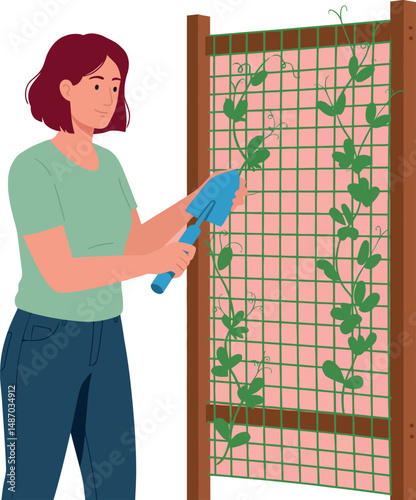 Woman Gardening Climbing Plants on Wooden Trellis with Green Leaves Vector Illustration 