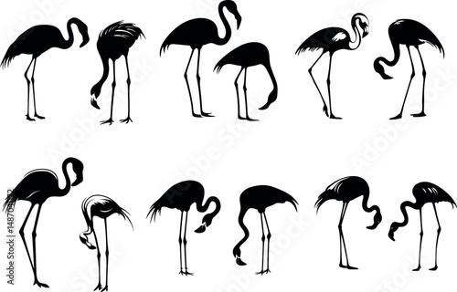 Silhouette of flamingo birds isolated on a white background