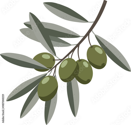 Olive branch with green olives and muted leaves vector illustration natural design 