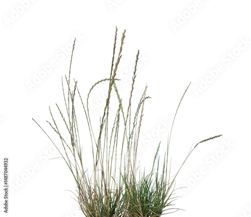 Patch of Overgrown Weeds on Transparent Background