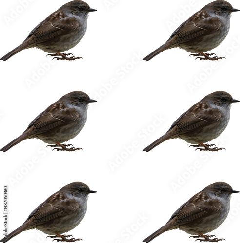 Dunnock birds. set of birds isolated vector illustration. 