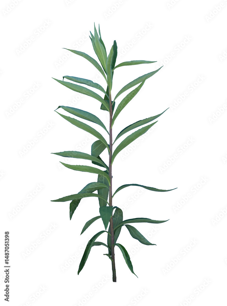 Fototapeta premium Grass on Transparent Background