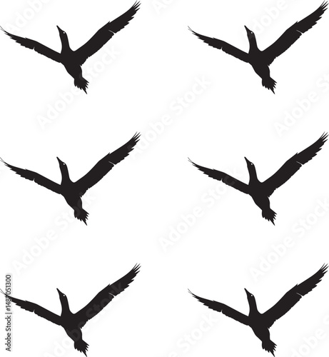 Premium vector silhouettes of flying gannet birds on white background. 