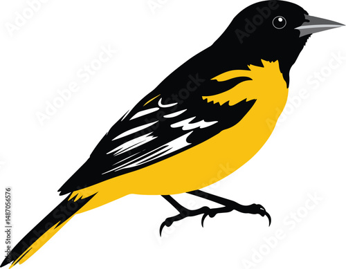 Oriole bird. Vector illustration of a oriole bird on a branch. 