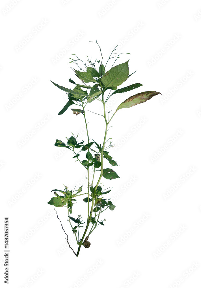 Fototapeta premium Grass Pattern on Transparent Background