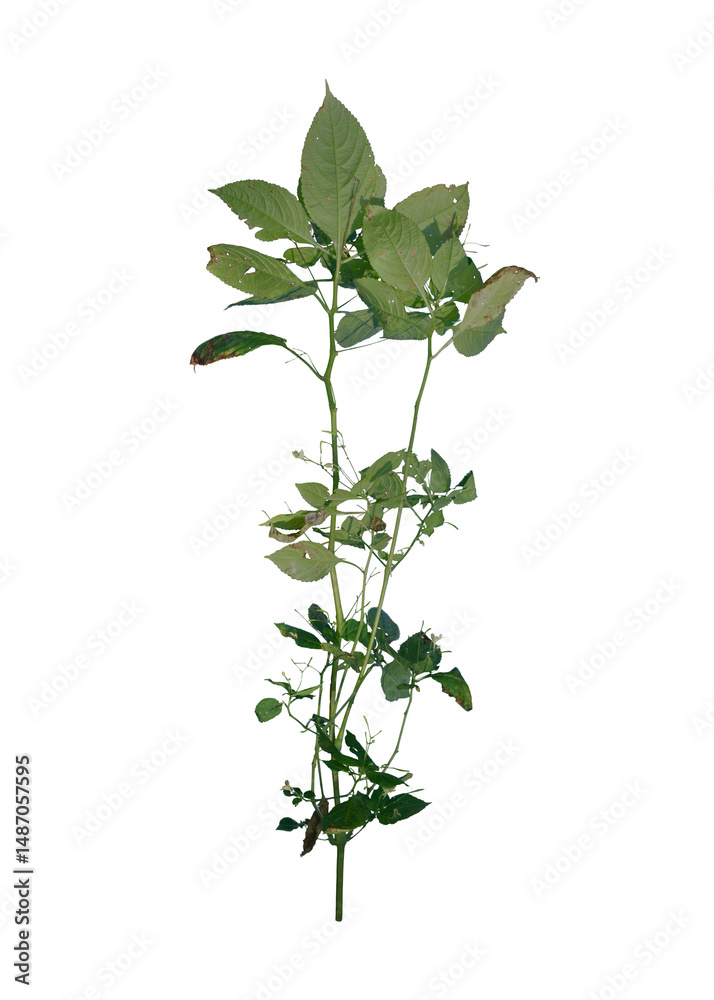 Fototapeta premium Weed Roots on Transparent Background