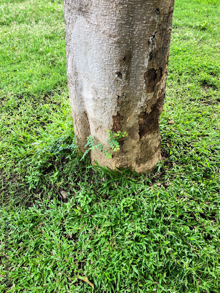 Fototapeta premium tree trunk in the forest