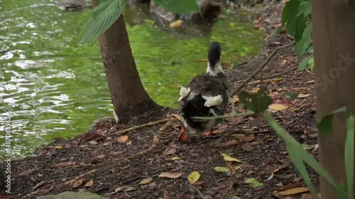 black Muscovy duck foraging on forest floor and swimming in green water. Captured in Colombia, this bird behavior scene offers vibrant tropical wildlife footage.