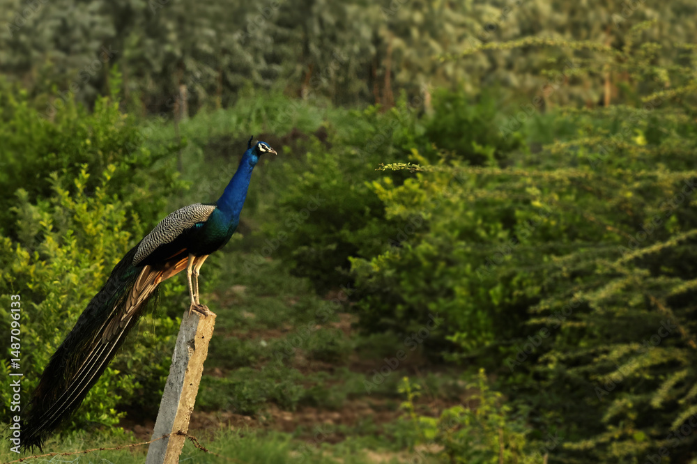 Fototapeta premium peacock in the wild