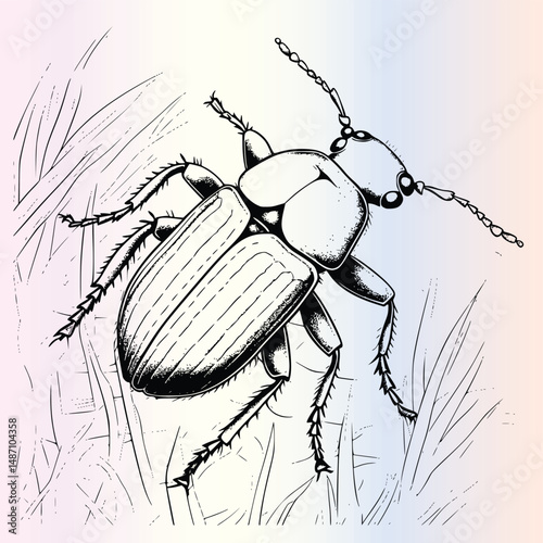 Water Beetle Coloring Page For Kids