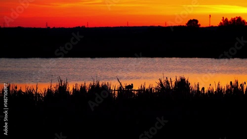 A reddish sunset reflects on a calm lake as geese and other birds swim. Dark silhouettes flap their wings on the shore, creating a dramatic and peaceful evening scene.
