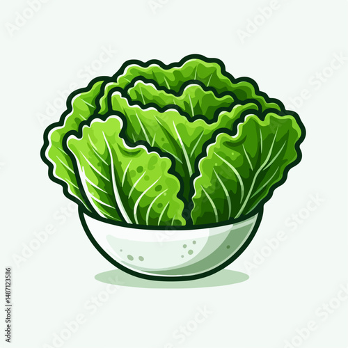 lettuce vector illustration 