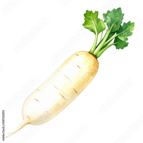 Watercolor painting of fresh white radish with green leaves showing natural texture and vibrant colors in simple and elegant style