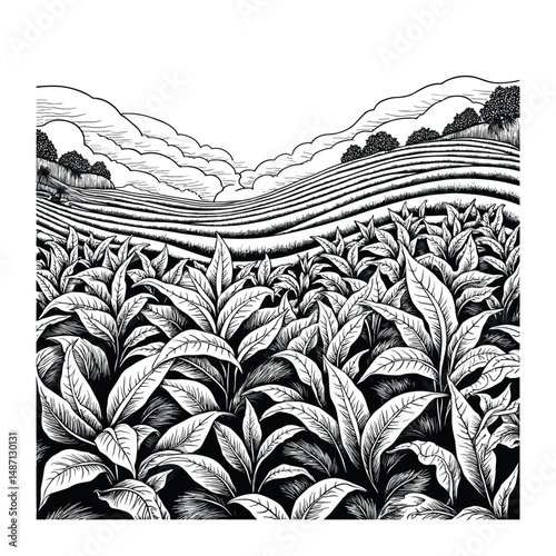 Vintage Tea Plantation Landscape Engraving Illustration, drawn in an engraved, woodcut style with fine details sketch engraving vector illustration. Scratch board imitation. Black and white image. 
