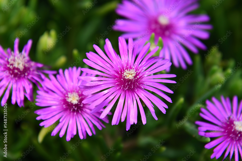 Fototapeta premium マツバギクの花