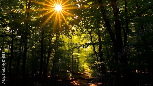 Sunlight Streaming Through a Natural Forest in a Peaceful Outdoor Landscape photo