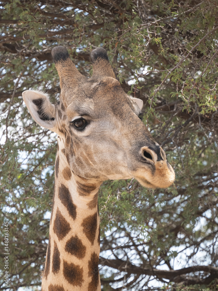 Obraz premium Kap-Giraffe (Giraffa giraffa giraffa)