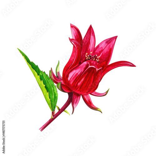 Vibrant Hibiscus Flower Illustration with Rich Red Petals and Lush Green Leaves Set on a Clean White Background for Creative Projects