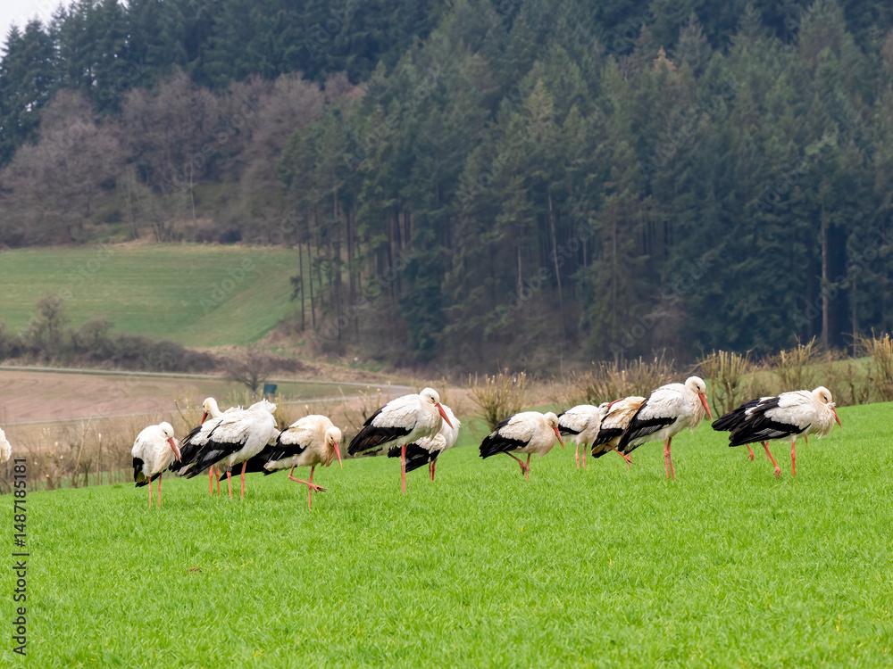 Fototapeta premium Weißstorch&nbsp;(Ciconia ciconia)