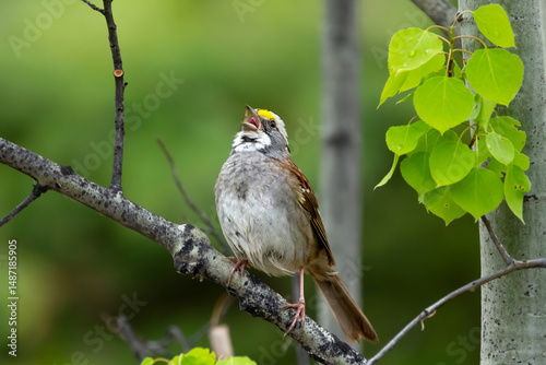 Fototapet Beautiful cute little bird White-throated sparrow male is singing perched on a tree branch in spring during mating season