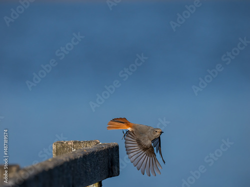 Hausrotschwanz  (Phoenicurus ochruros)
