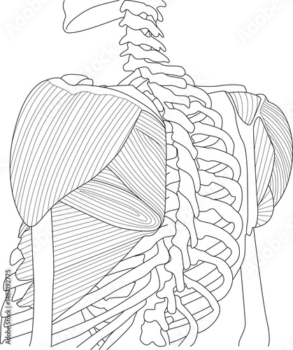 Human Back Anatomy Illustration, Line drawing illustration depicting the muscular and skeletal anatomy of the human back, showing the spine, rib cage, and back muscles like the trapezius and 