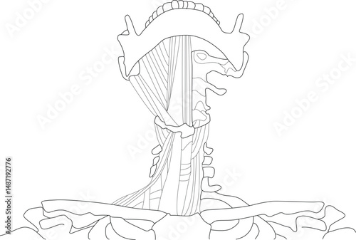 Human Neck Anatomy Line Illustration, Black and white line drawing illustrating the muscles and bones of the human neck and jaw area, including the mandible and structures connecting to the 