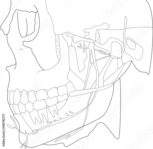 Human Jaw and Teeth Anatomy Line Art, Simplified line illustration depicting the intricate anatomy of the human jaw, teeth, skull, and associated nerves or blood vessels. Suitable for medical, 