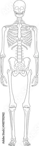 Human Skeleton Outline Drawing, Simple black and white outline illustration of a full human skeleton in anatomical position. 