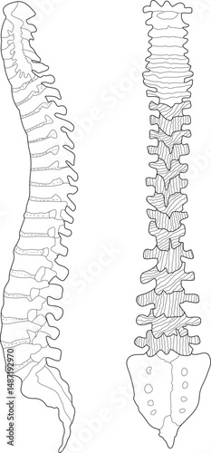 Human Spine Anatomy Line Art Illustration, Detailed line drawing illustration showing the sagittal (side) and posterior (back) views of the human spine, including the cervical, thoracic, lumbar, and 