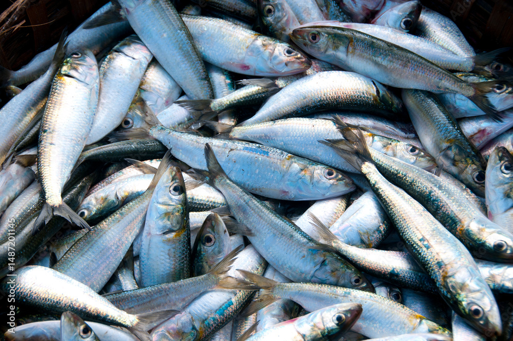 Obraz premium Various fresh fish, Seafood on ice at the fish market