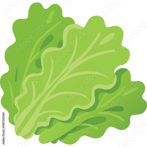 Lettuce Leafy Green Fresh Salad Vegetable Healthy Food Illustration