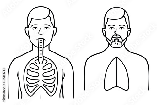 Esophagus internal structure Line art