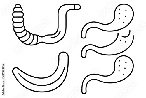 Esophagus human anatomy Line art