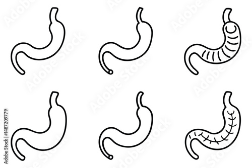 Esophagus Human Body Line art