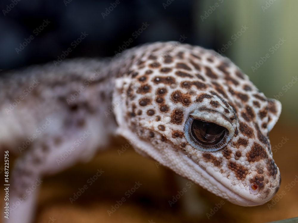 Naklejka premium ヒョウモントカゲモドキ