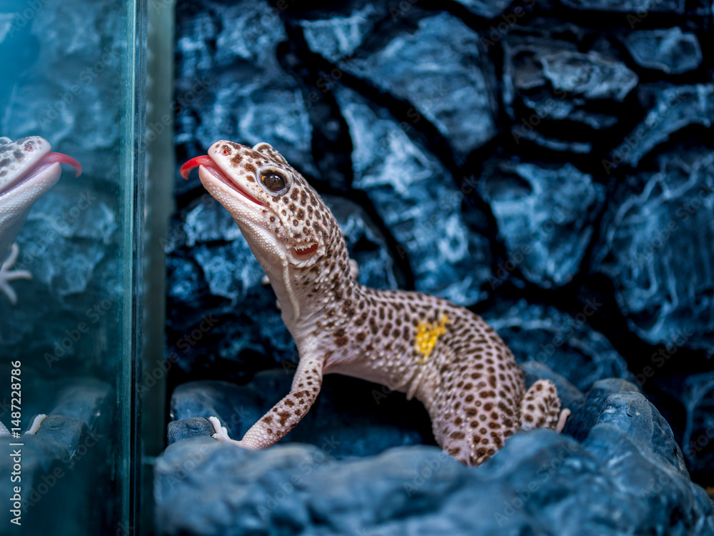 Naklejka premium 舌を出すヒョウモントカゲモドキ