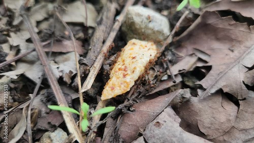 a group of ants are collecting food