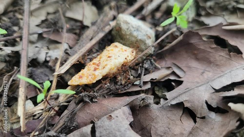 a group of ants are collecting food