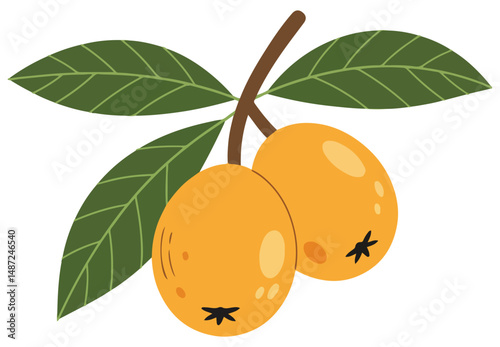 Loquat whole fruit with leaves isolated on a white background. Cartoon icon for package design. Vector illustration of tropical fruits in flat style