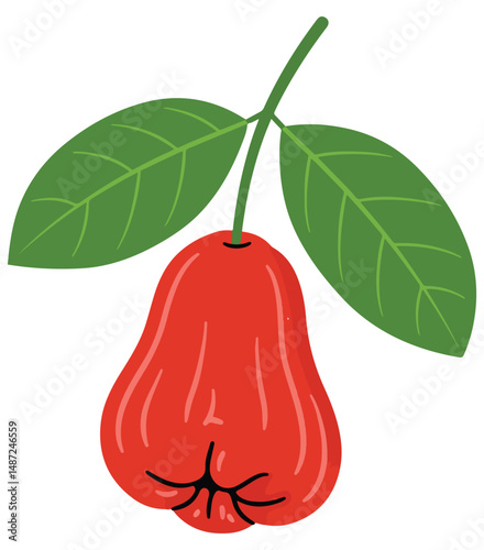 Rose Apple whole fruit with leaves isolated on a white background. Cartoon icon for package design. Vector illustration of tropical fruits in flat style