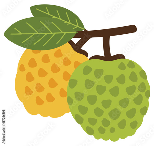 Cherimoya whole fruit with leaves isolated on a white background. Cartoon icon for package design. Vector illustration of tropical fruits in flat style