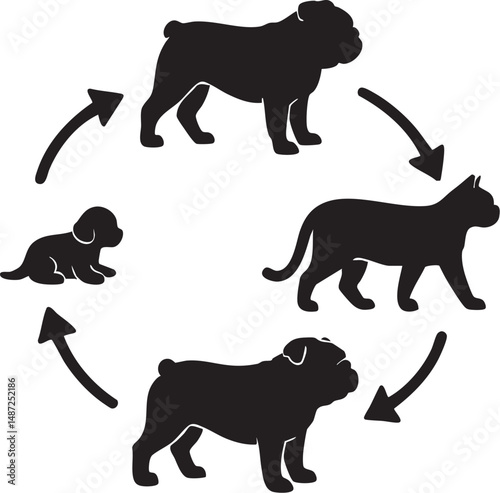 Bulldog  Life Cycle Silhouette.
