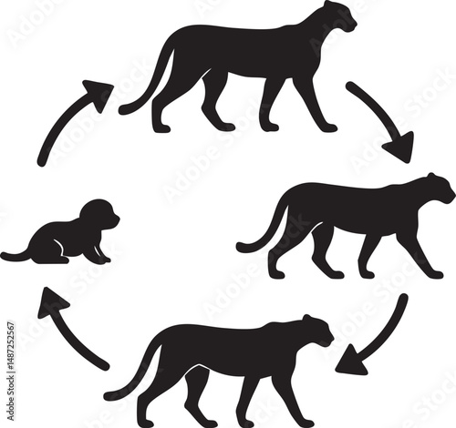 Cheetah  Life Cycle Silhouette.