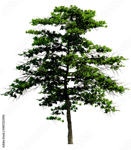 Tree without background, Transparent background