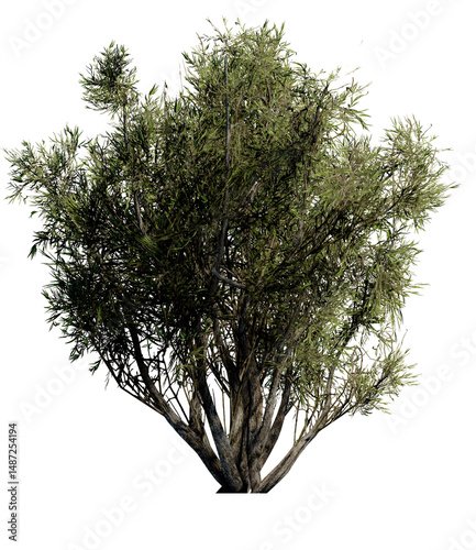 Tree without background, Transparent background
