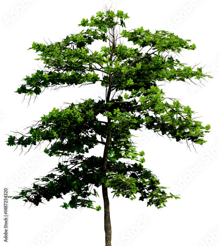 Tree without background, Transparent background