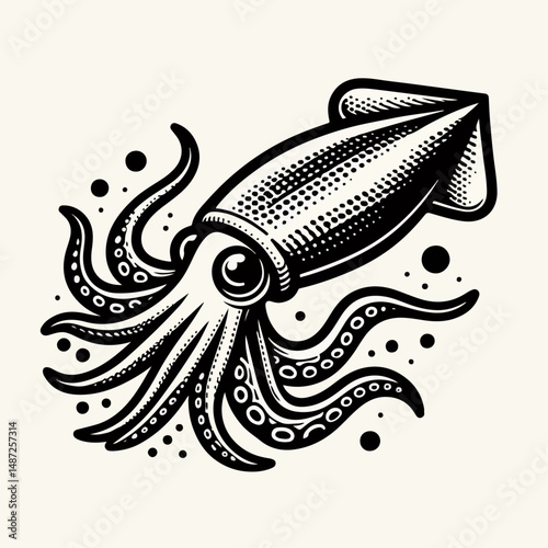 squid vector illustration